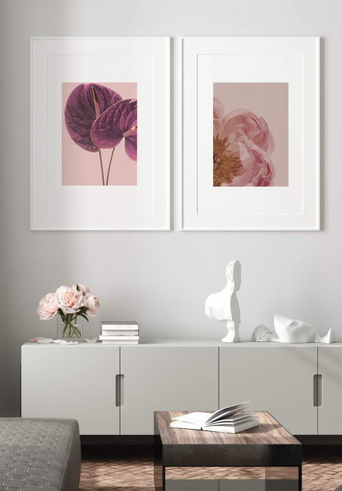 pink anturium flower poster