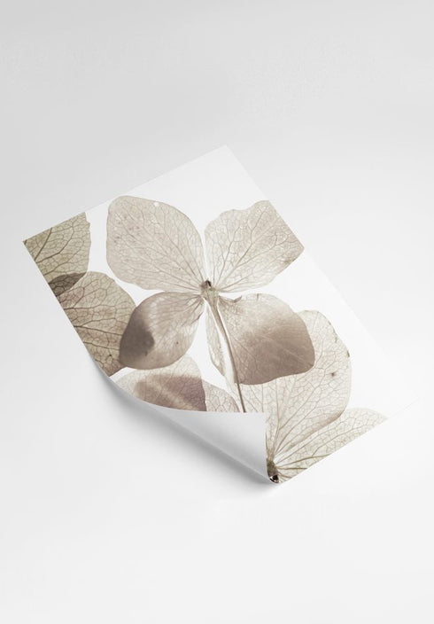 Transparent Flower Poster 50x70cm