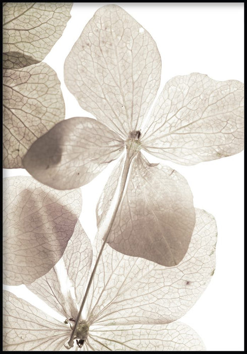 Transparent Flower Poster 50x70cm