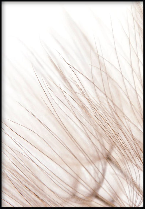 Delicate Dandelion Poster 50x70cm