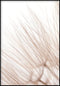 Delicate Dandelion Poster 50x70cm