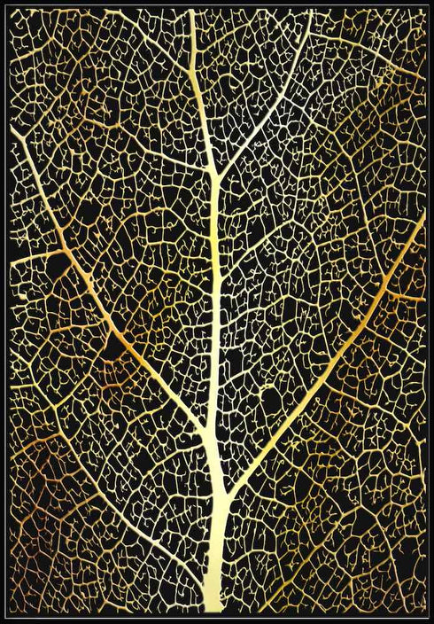 leaf structure poster