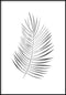 palm leaf poster