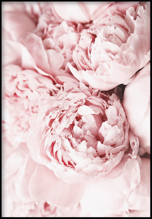 peonies flowers poster