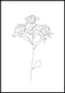 Roses Line Art Poster 50x70cm