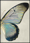 Poster in vero oro a destra con farfalla turchese
