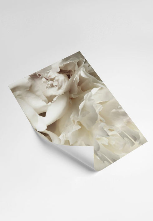 White Bloom Poster 50x70cm